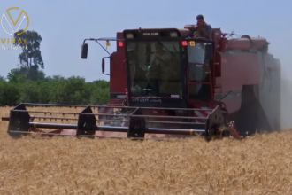 رفع أسعار توريد القمح المحلي في مصر إلى 41.32 دولار للطن