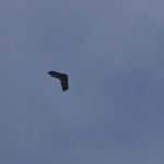 أوكرانيا تعلن عن إسقاط 17 طائرة بدون طيار روسية