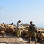 اعتداء الاحتلال على رعاة الأغنام في مسافر يطا