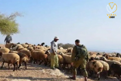 اعتداء الاحتلال على رعاة الأغنام في مسافر يطا
