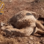 مستوطن يهاجم مزرعة في شرق طولكرم