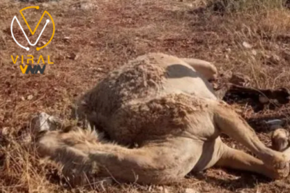 مستوطن يهاجم مزرعة في شرق طولكرم