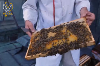 الحساسية لسم الحشرات وتداعياتها القاتلة