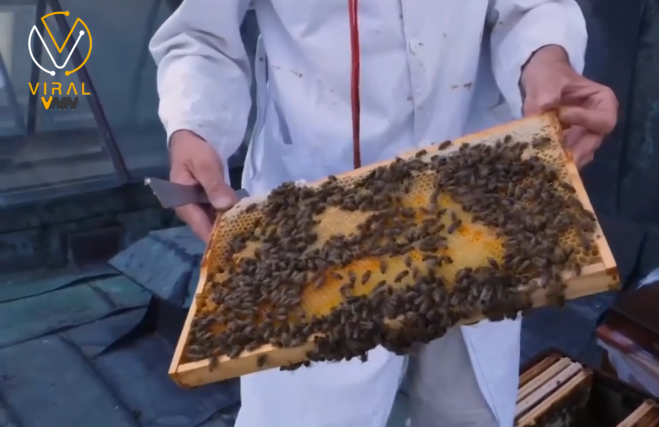 الحساسية لسم الحشرات وتداعياتها القاتلة