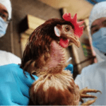 إنفلونزا الطيور تعود لتهدد أستراليا