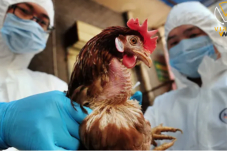 إنفلونزا الطيور تعود لتهدد أستراليا