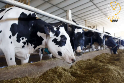 فحص الولايات المتحدة لانتشار محتمل لإنفلونزا الطيور من خلال الأبقار