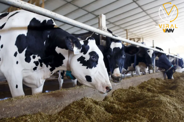 فحص الولايات المتحدة لانتشار محتمل لإنفلونزا الطيور من خلال الأبقار