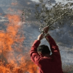 مستوطنون يشعلون النيران في أشجار الزيتون والمحاصيل الزراعية