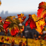 الحرارة تتخطى المعدل السنوي بفارق 3 درجات