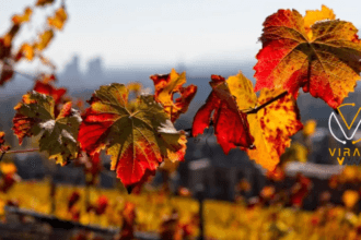 الحرارة تتخطى المعدل السنوي بفارق 3 درجات