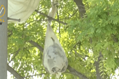 كوريا الشمالية تطلق بالونات تحمل نفايات باتجاه كوريا الجنوبية