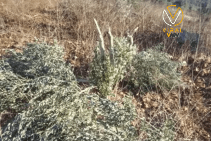 مستوطنون يزيلون 30 شجرة زيتون في ياسوف شرق سلفيت