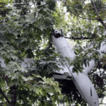 كوريا الشمالية تتهم الجنوبية باختراق المجال الجوي عبر مسيّرة