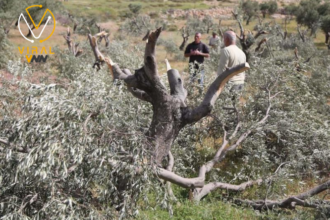 مستوطنون يقتلعون عشرات أشجار الزيتون في جنوب نابلس