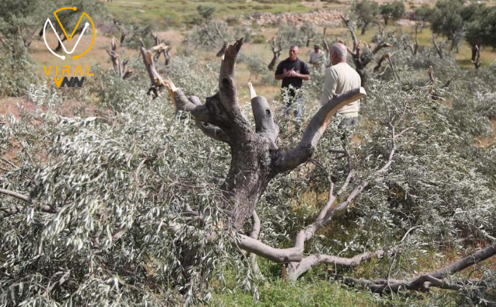 مستوطنون يقتلعون عشرات أشجار الزيتون في جنوب نابلس