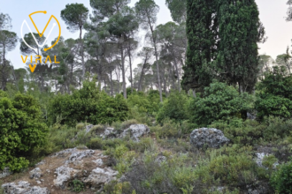 توقعات الطقس بإحتمالية منخفضة لهطول الأمطار