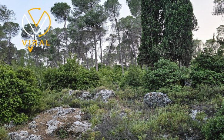 توقعات الطقس بإحتمالية منخفضة لهطول الأمطار