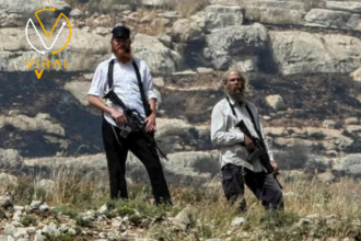 مستوطنون ينهبون 25 رأس بقر شرق طوباس