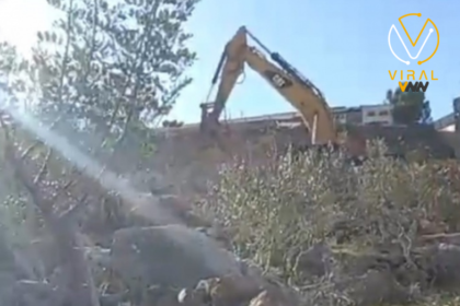 الاحتلال يواصل تدمير وقلع أشجار الزيتون في غرب سلفيت