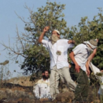 مستوطنون يقومون بتدمير بيوت الشعر وحظائر الأغنام في برقا