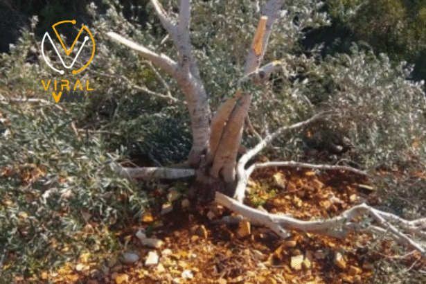 مستوطنون يواصلون اعتداءاتهم بقطع أشجار في أبو فلاح برام الله