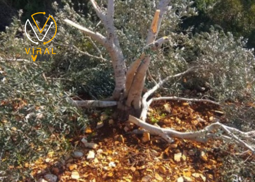 مستوطنون يواصلون اعتداءاتهم بقطع أشجار في أبو فلاح برام الله